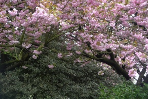 Scrumptious cherry blossom