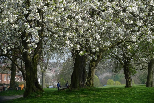 Beautiful spring blossom in Chapel Allerton Park